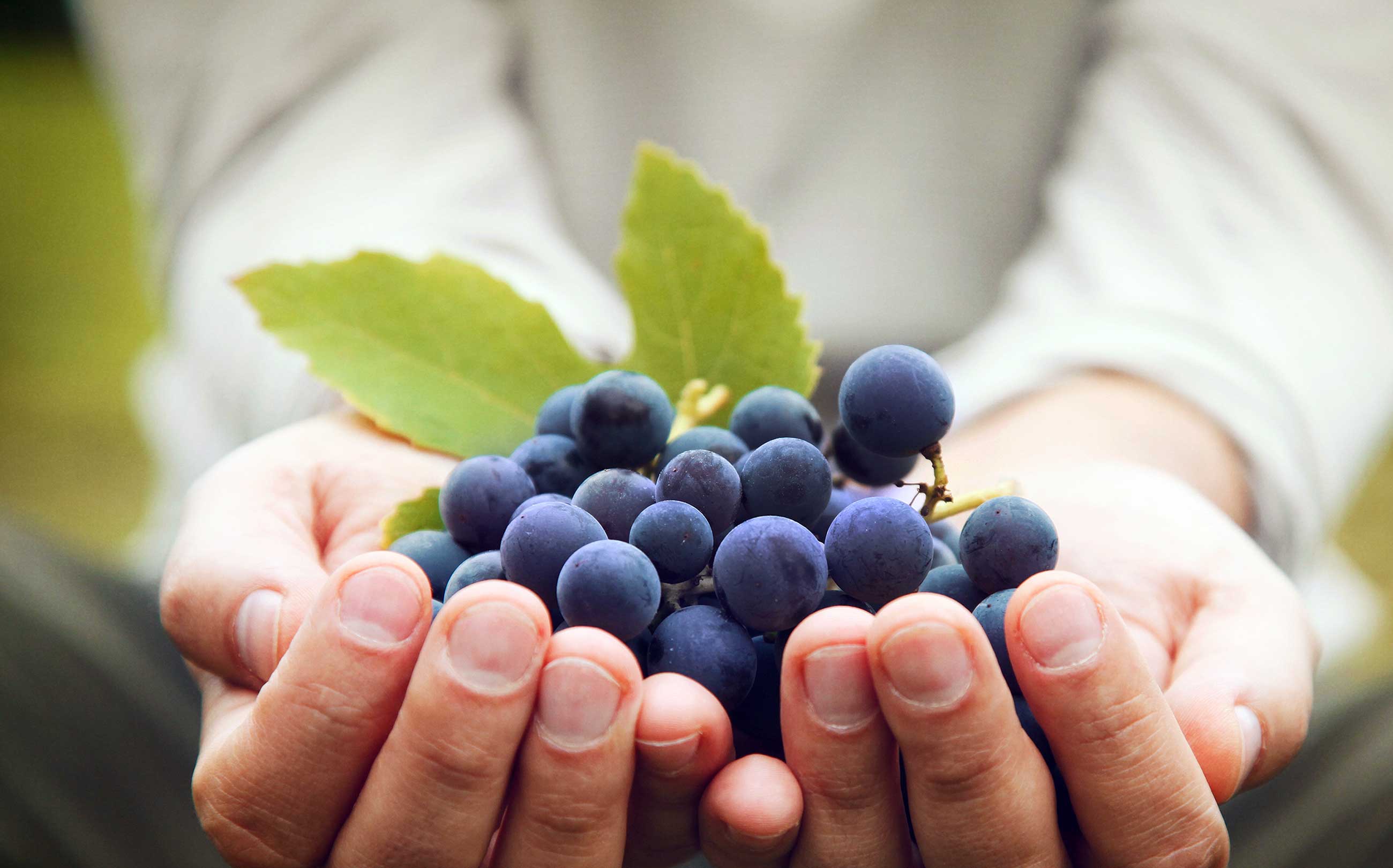 AUSLESE